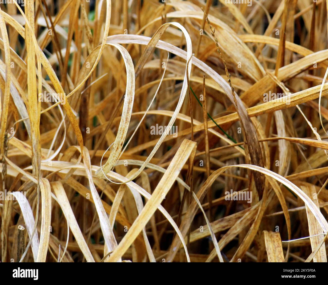 Perennial grass turned to straw coloured golden leaves in winter on the