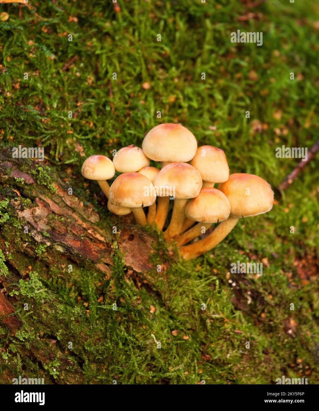 Fungi Sheathed Wood tuft (Kuehneromyces mutabilis) in Autumn Cannock Chase AONB (area of outstanding natural beauty) in Staffordshire England UK Stock Photo
