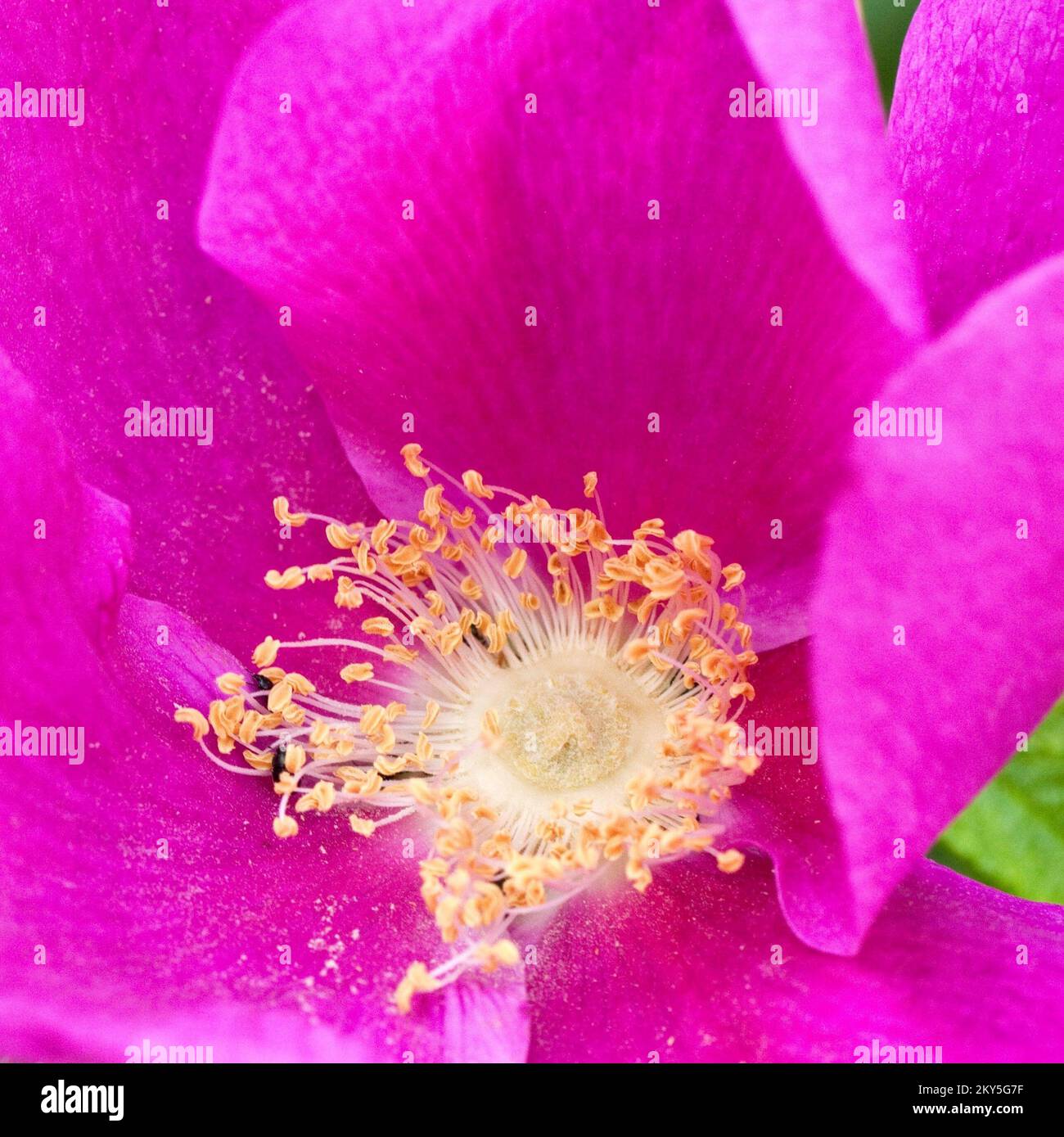 Rose Rosa Rugosa Wildflowers Hazel Slade Nature Reserve Cannock Chase AONB Staffordshire England UK Stock Photo