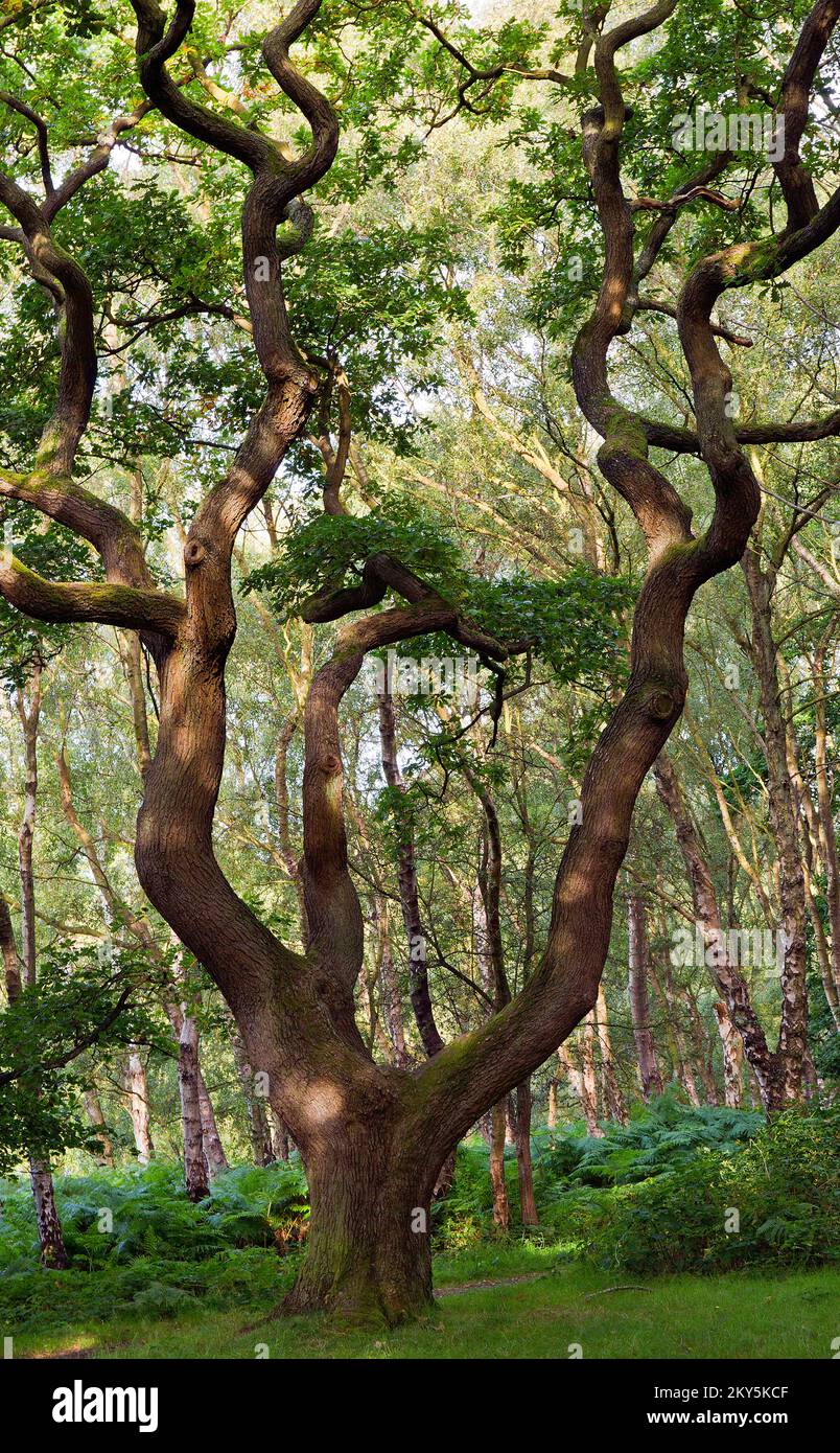 Mature Oak, Cannock Chase, Staffordshire, AONB Stock Photo Alamy