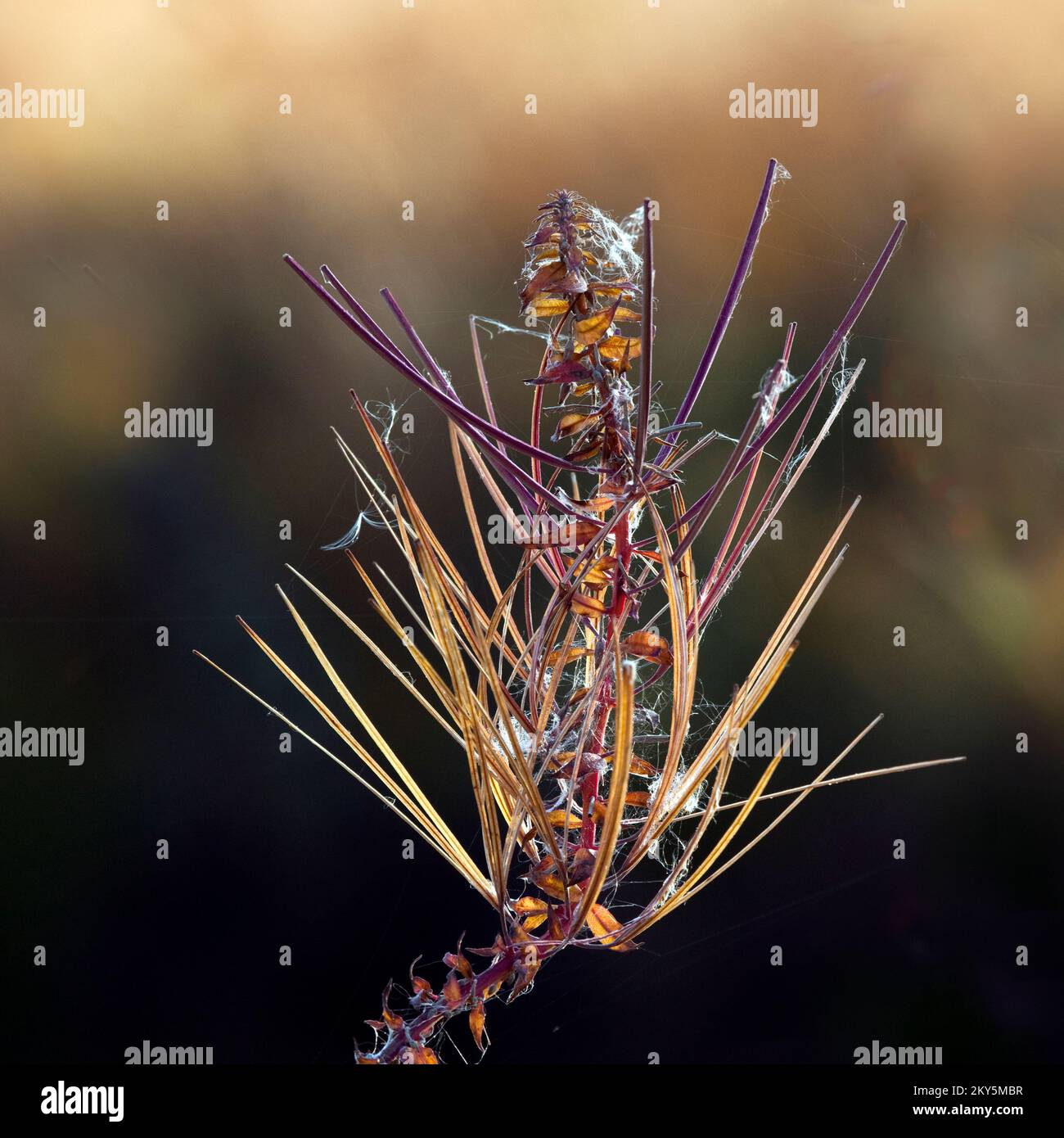 Wild Flora with Rosebay Willowherb with stunning crimson and gold from