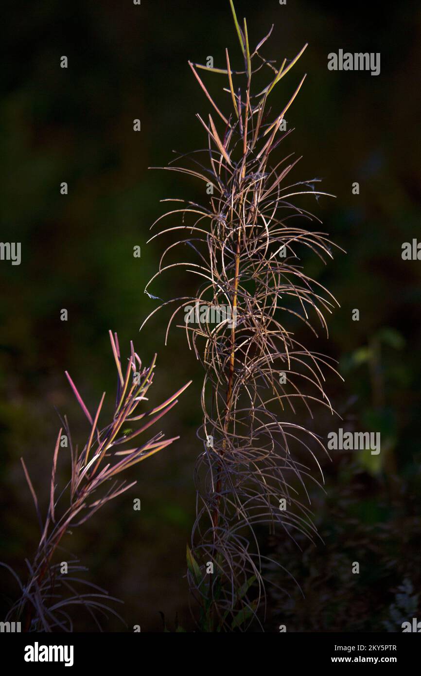 Heathland in summer showing beauty in nature with striking patterns, shape, and movement, with a palette of vibrant summer colour, Stock Photo