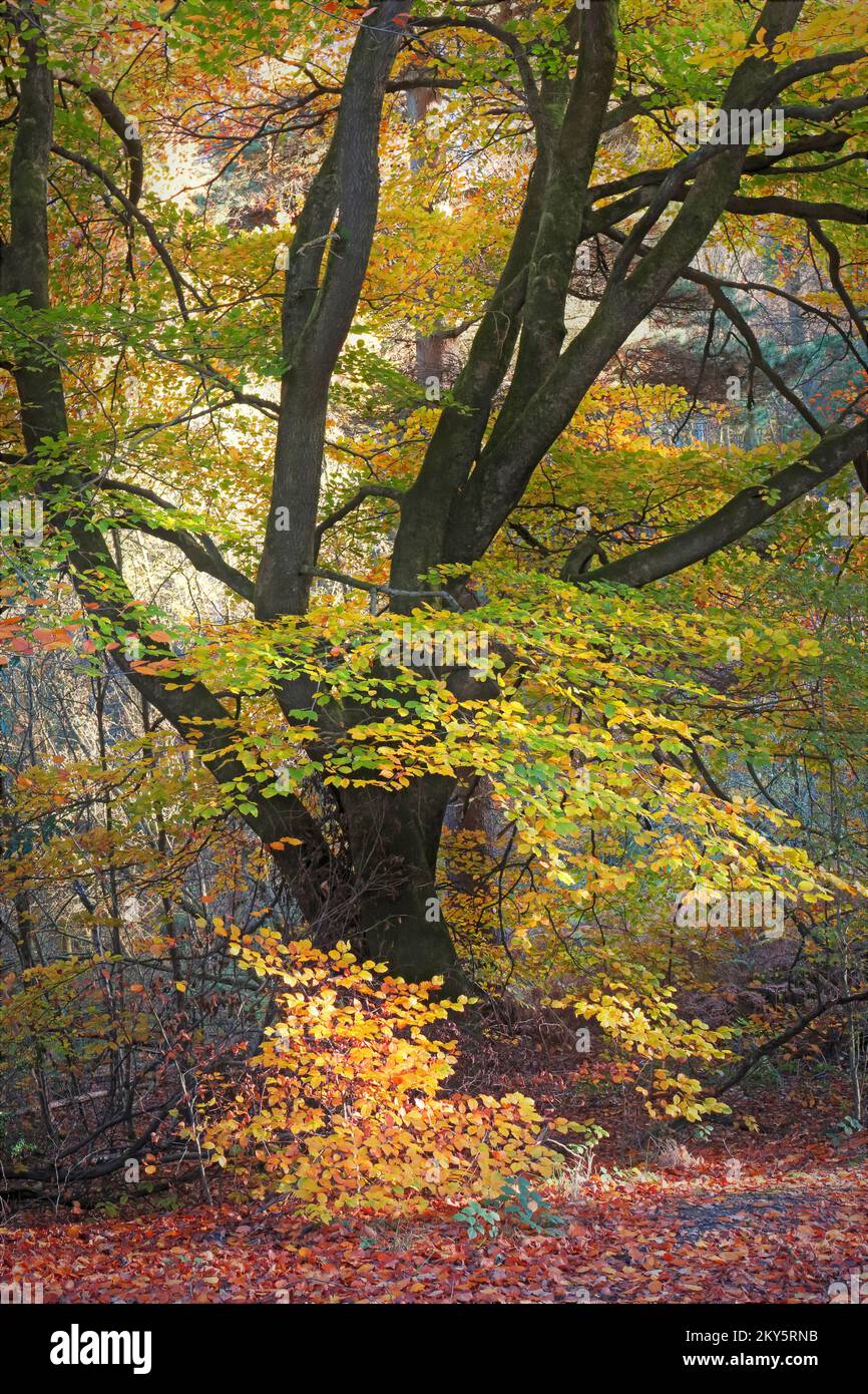 Woodland in autumn with tints and hues from a mature Beech tree in the Cannock Chase Forest a designated Area of Outstanding Natural Beauty Stock Photo