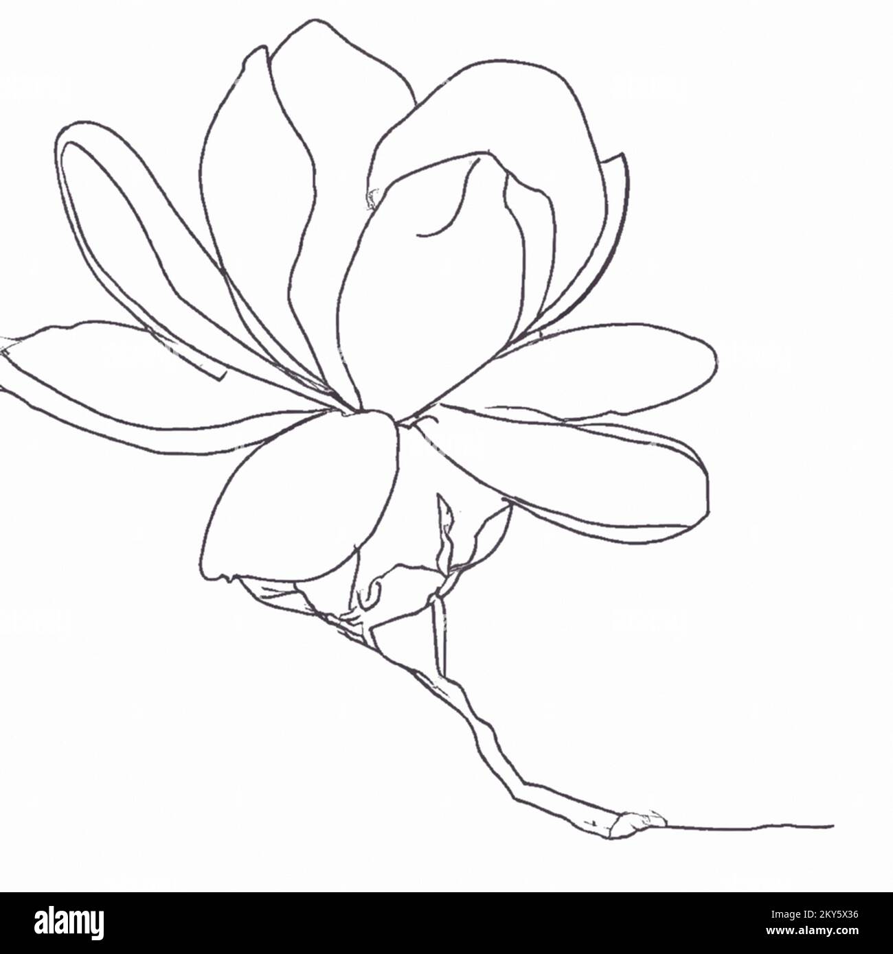 Illustration of a one-line minimalistic doodle sketch of a flower on a plain white background, a simple drawing suitable for a coloring book for child Stock Photo