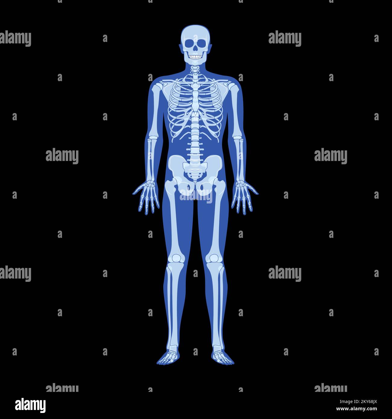 X-Ray Skeleton Human body - hands, legs, chests, heads, vertebra, pelvis, Bones adult people roentgen front view. 3D realistic flat blue color concept Vector illustration of medical anatomy isolated Stock Vector