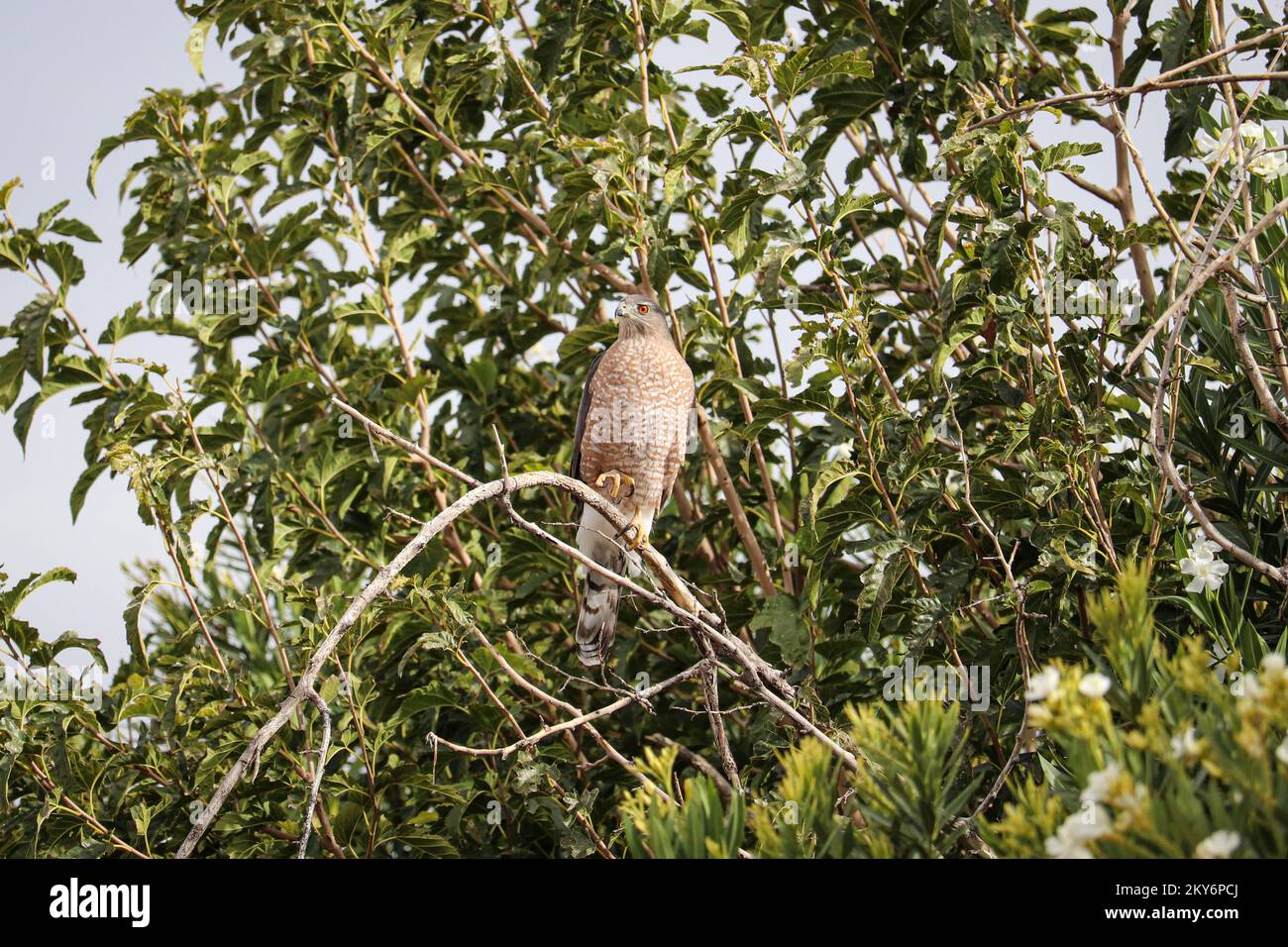 Common urban wildlife hires stock photography and images Alamy