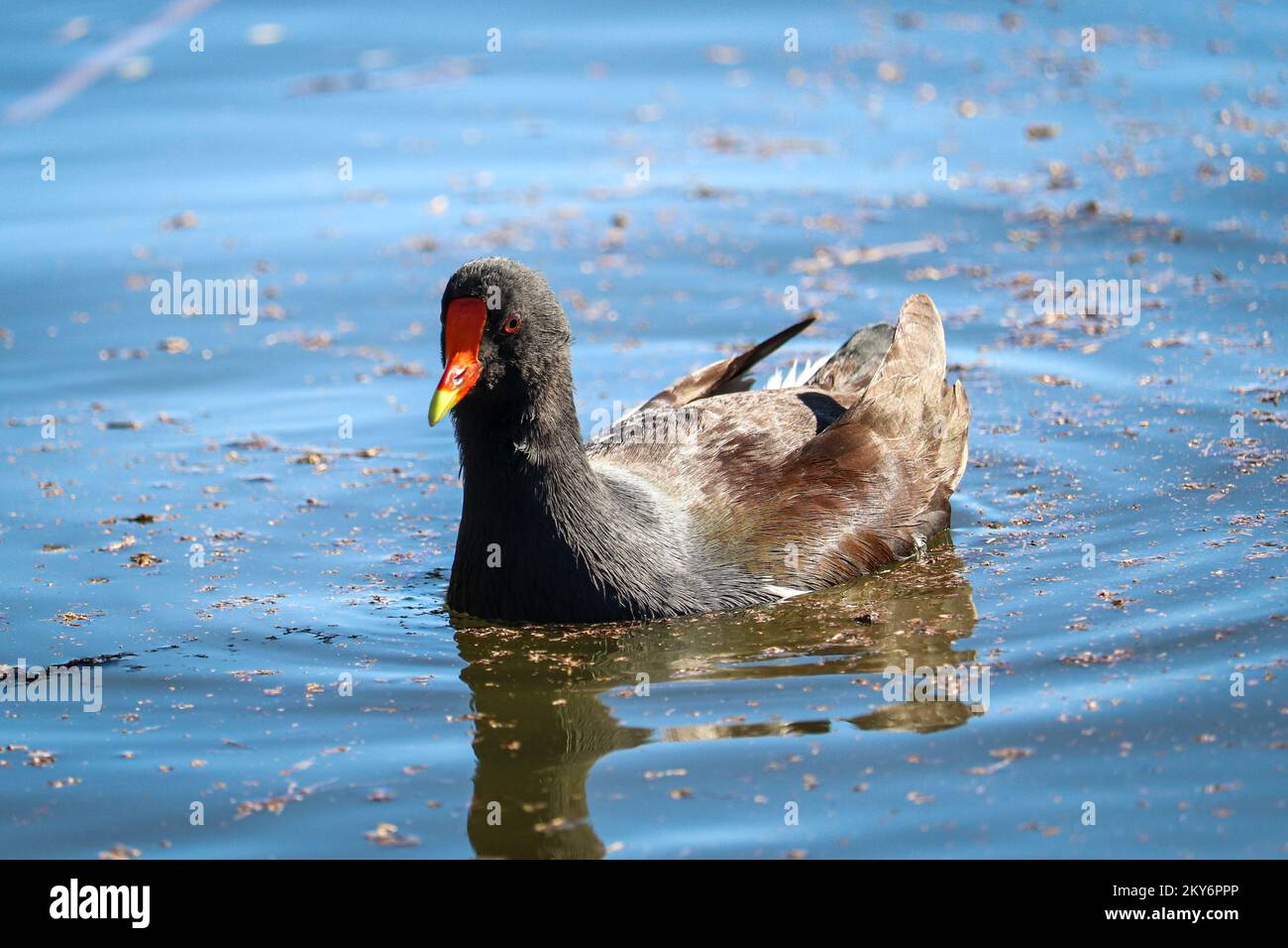 Common moorhen or Gallinula chloropus swimming in a pond at the riparian water ranch in Arizona. Stock Photo
