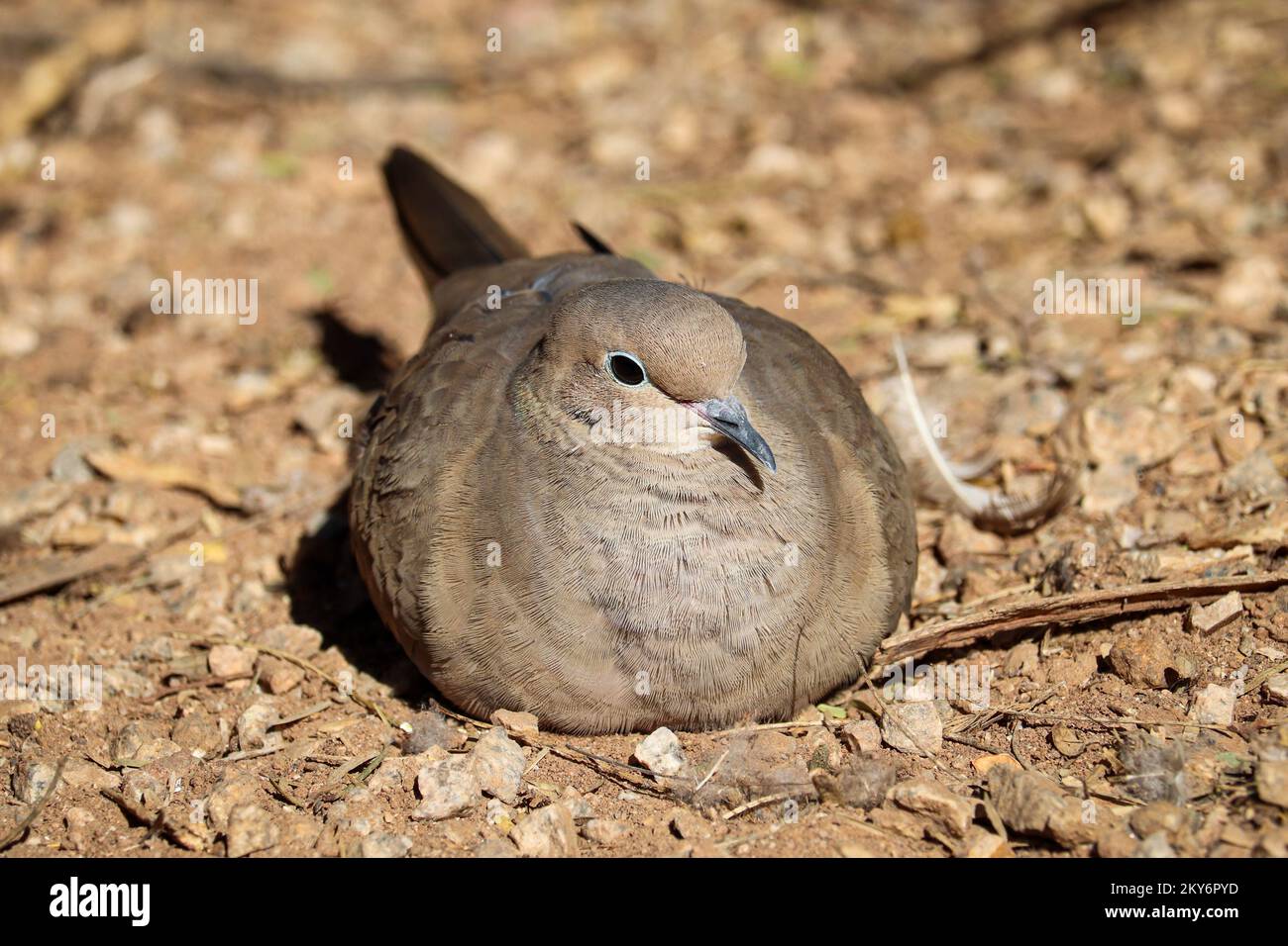 Mourning dove or Zenaida macroura resting on the ground at the riparian water ranch in Arizona. Stock Photo