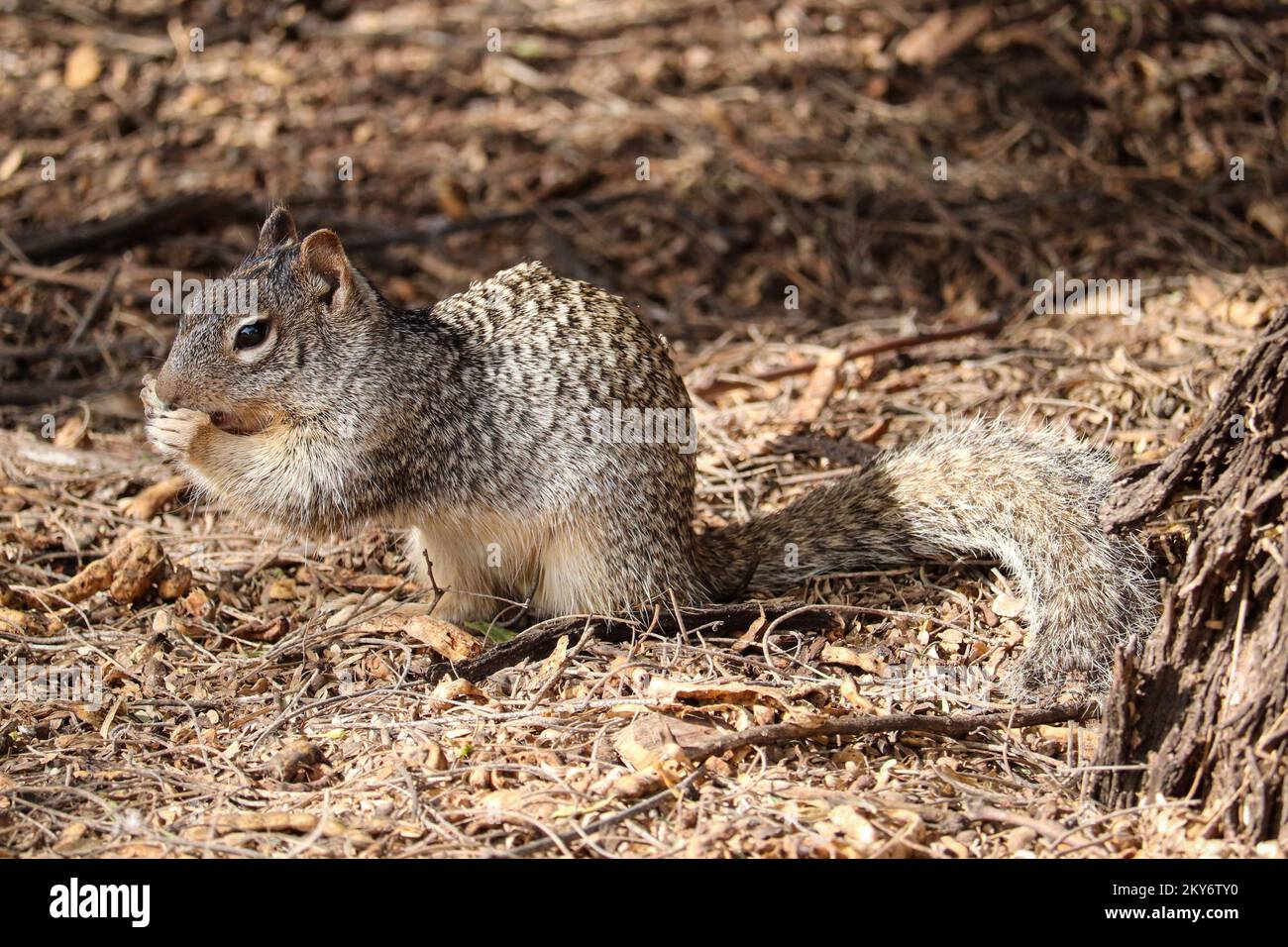 Rock squirrel or Spermophilus variegatus feeding on mesquite beans at the Riparian water ranch in Arizona. Stock Photo