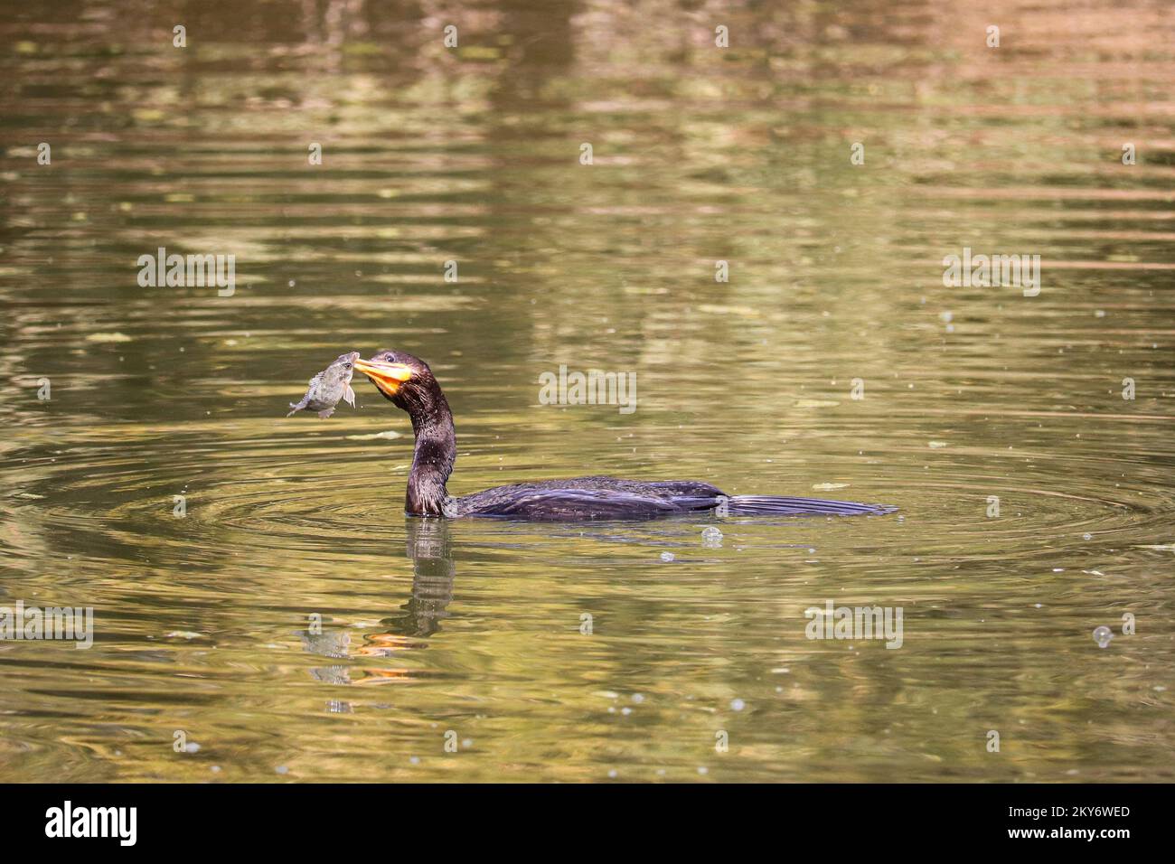 Neatropic cormorant hires stock photography and images Alamy