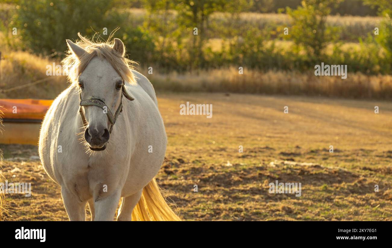Farm animals.White horse with white mane portrait. horse walks in a street paddock. Breeding and raising horses.Animal husbandry and agriculture Stock Photo