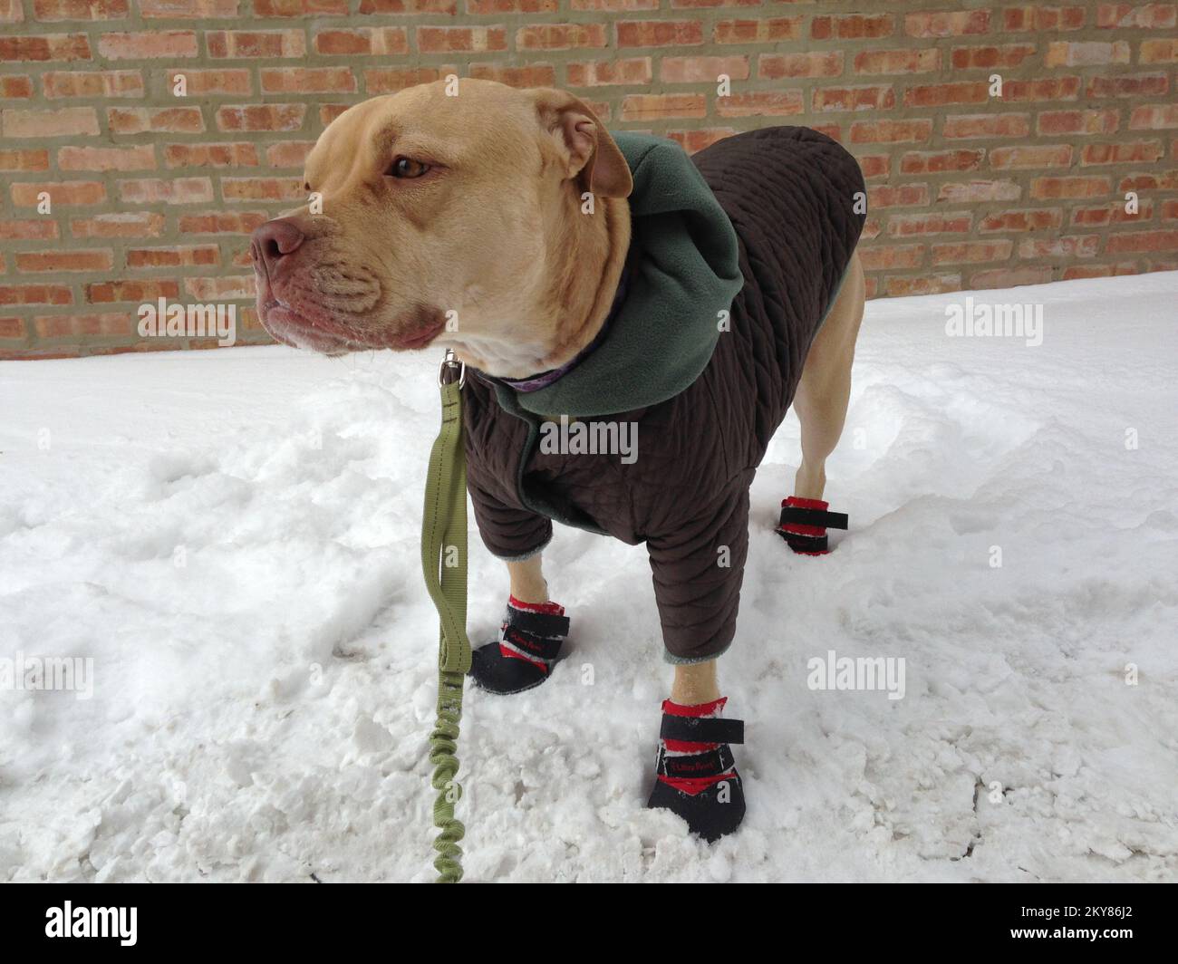 Chicago, Ill., January 26, 2013   Before going on a walk, Jade's owner dressed her for the winter weather. Learn more about preparing your pets in the winter at www.Ready.gov/caring-animals.. Photographs Relating to Disasters and Emergency Management Programs, Activities, and Officials Stock Photo