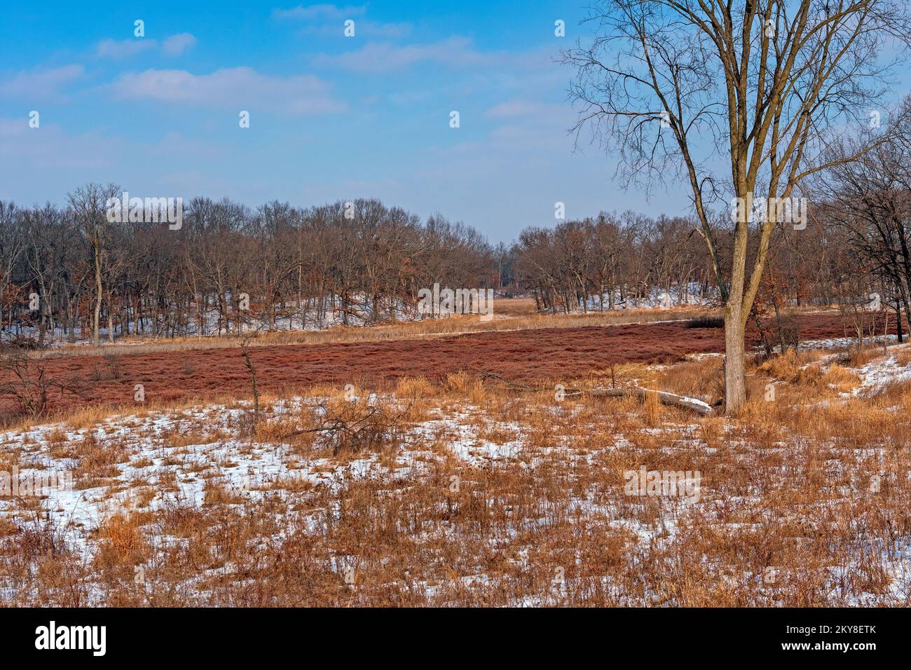 Leatherleaf Bog in the Winter in Moraine Hills State Park in Illinois Stock Photo