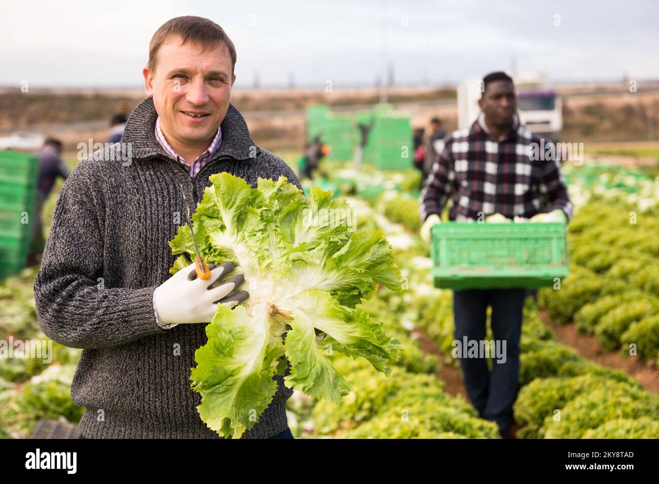 Portrait of smiling farmer with lettuce crop Stock Photo - Alamy