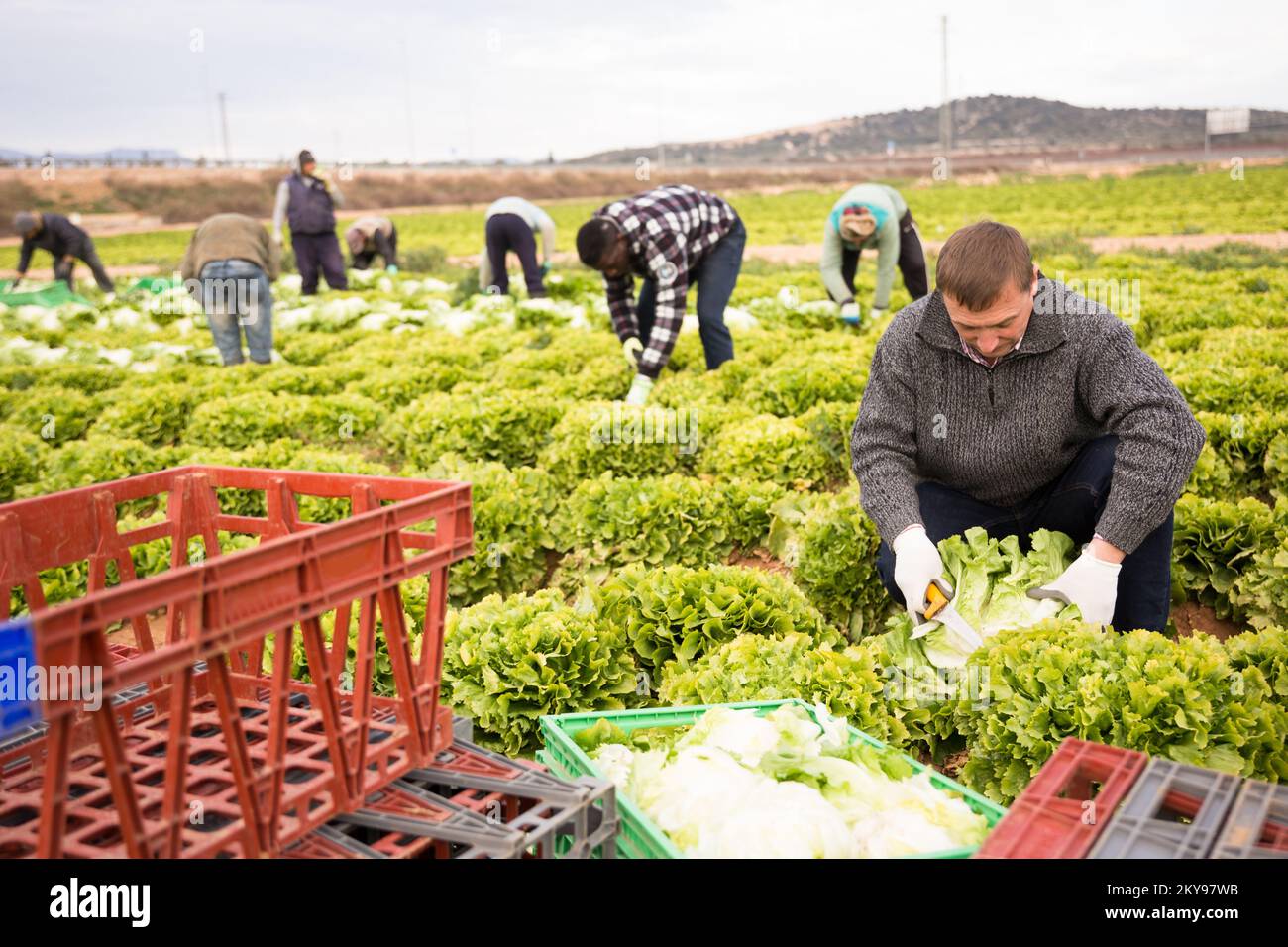 Farmer harvesting green leaf lettuce Stock Photo