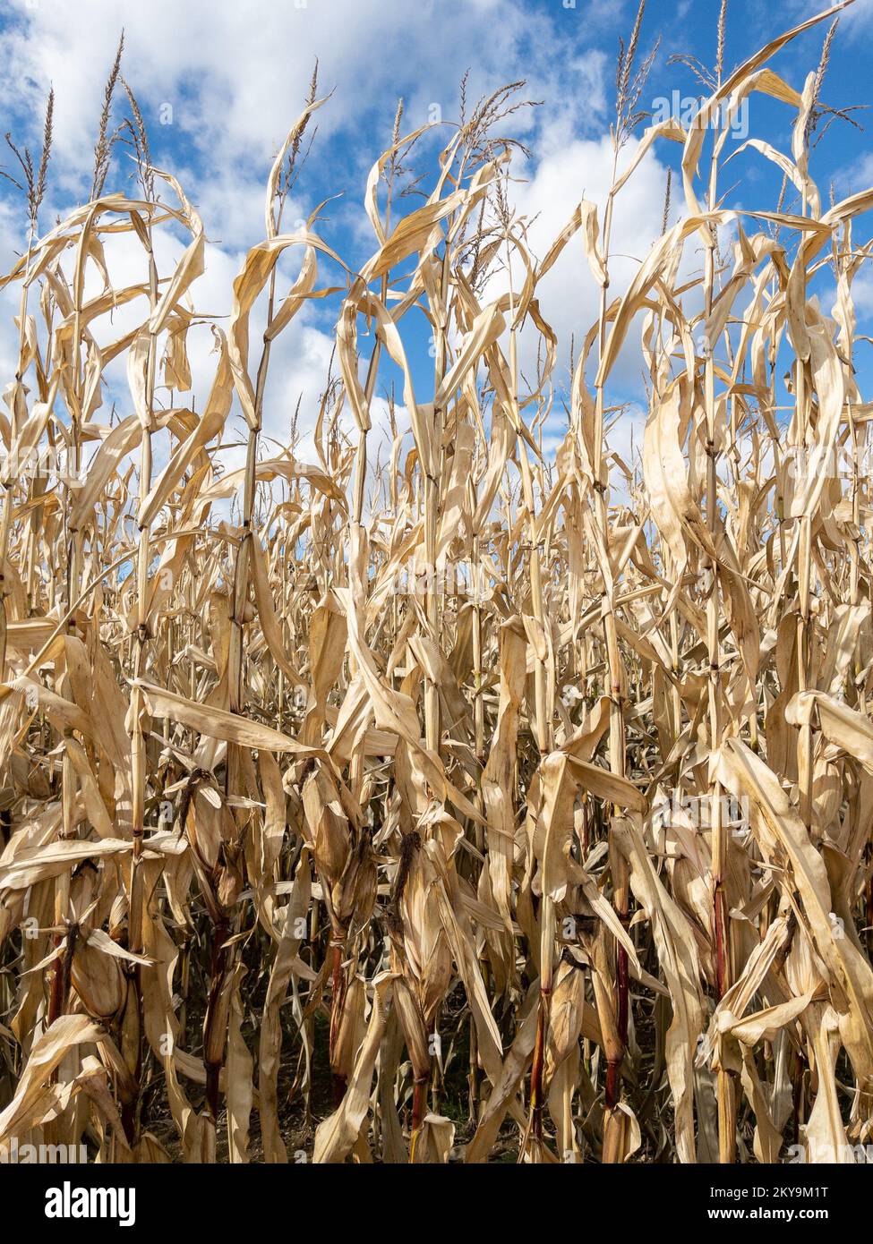 Tall ripe cattle feed corn plants Stock Photo Alamy