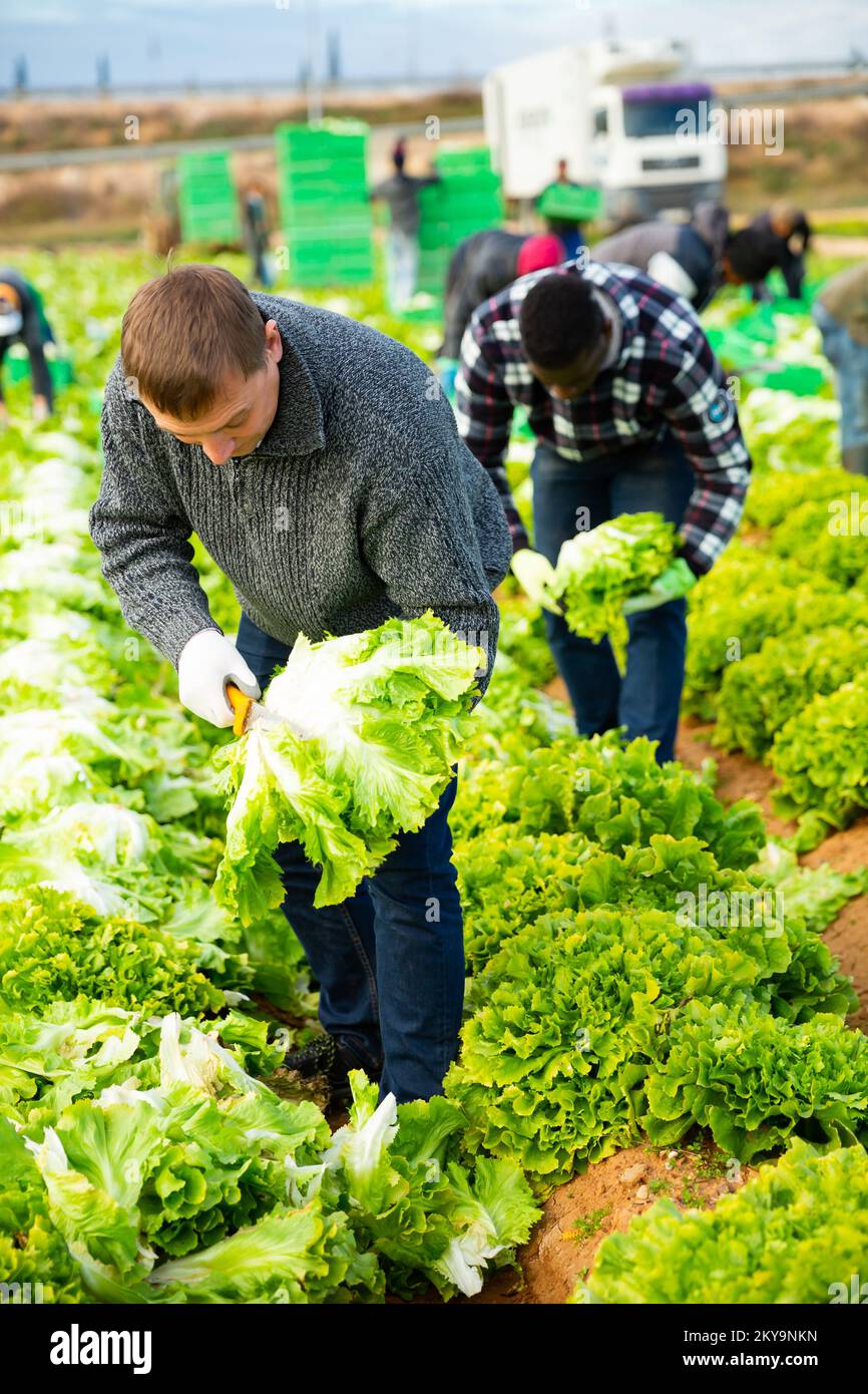 Harvesting lettuce iceberg hi-res stock photography and images - Alamy