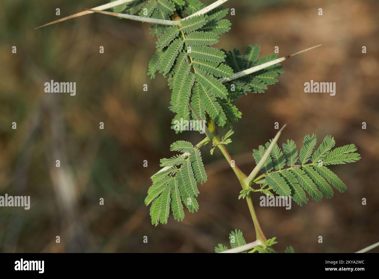 Gum arabic tree, Vachellia nilotica, Acacia nilotica, Babul, Thorn mimosa, Egyptian acacia, Thorny acacia branch closeup. Stock Photo