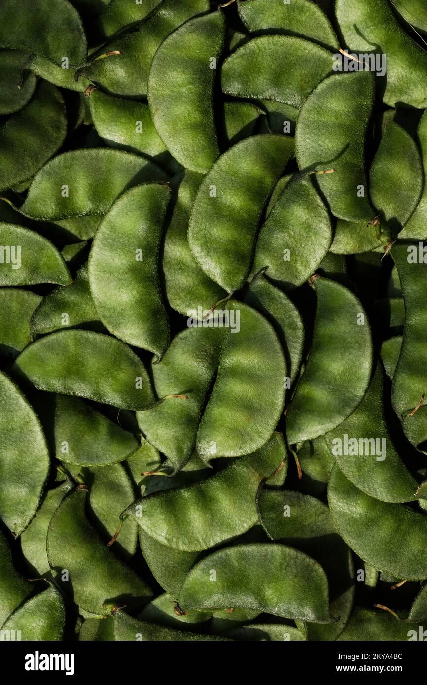 Lablab purpureus in full frame. Hyacinth bean. Indian beans. Green beans closeup. Stock Photo