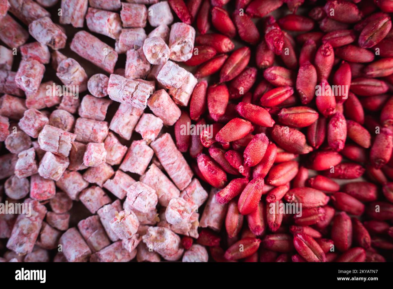 Comparison of two different substances for the control of small rodents. Pink granular poison against colored poisoned red wheat in the fight against Stock Photo