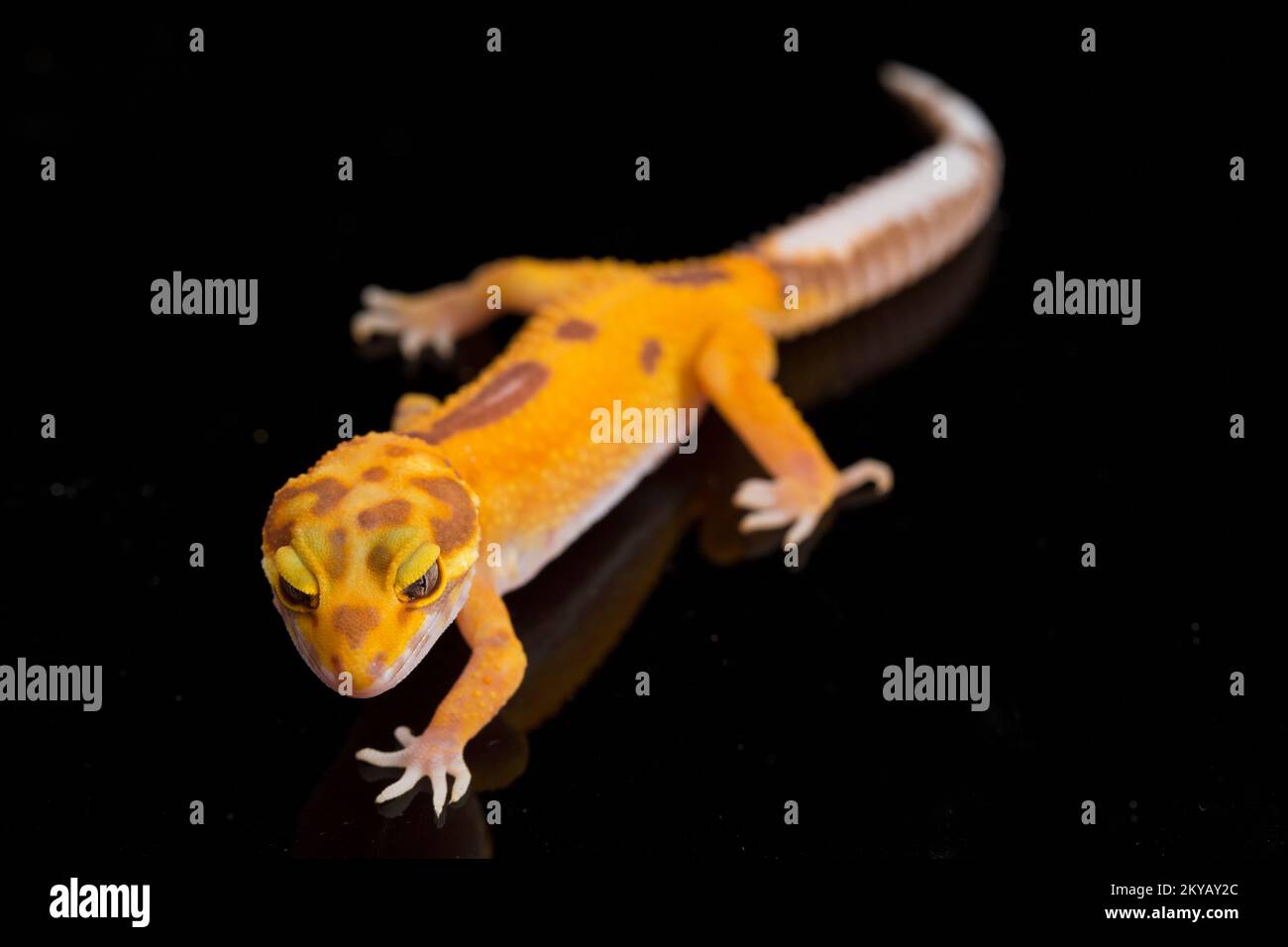 Leopard gecko, Eublepharis macularius, tremper albino isolated on black background Stock Photo