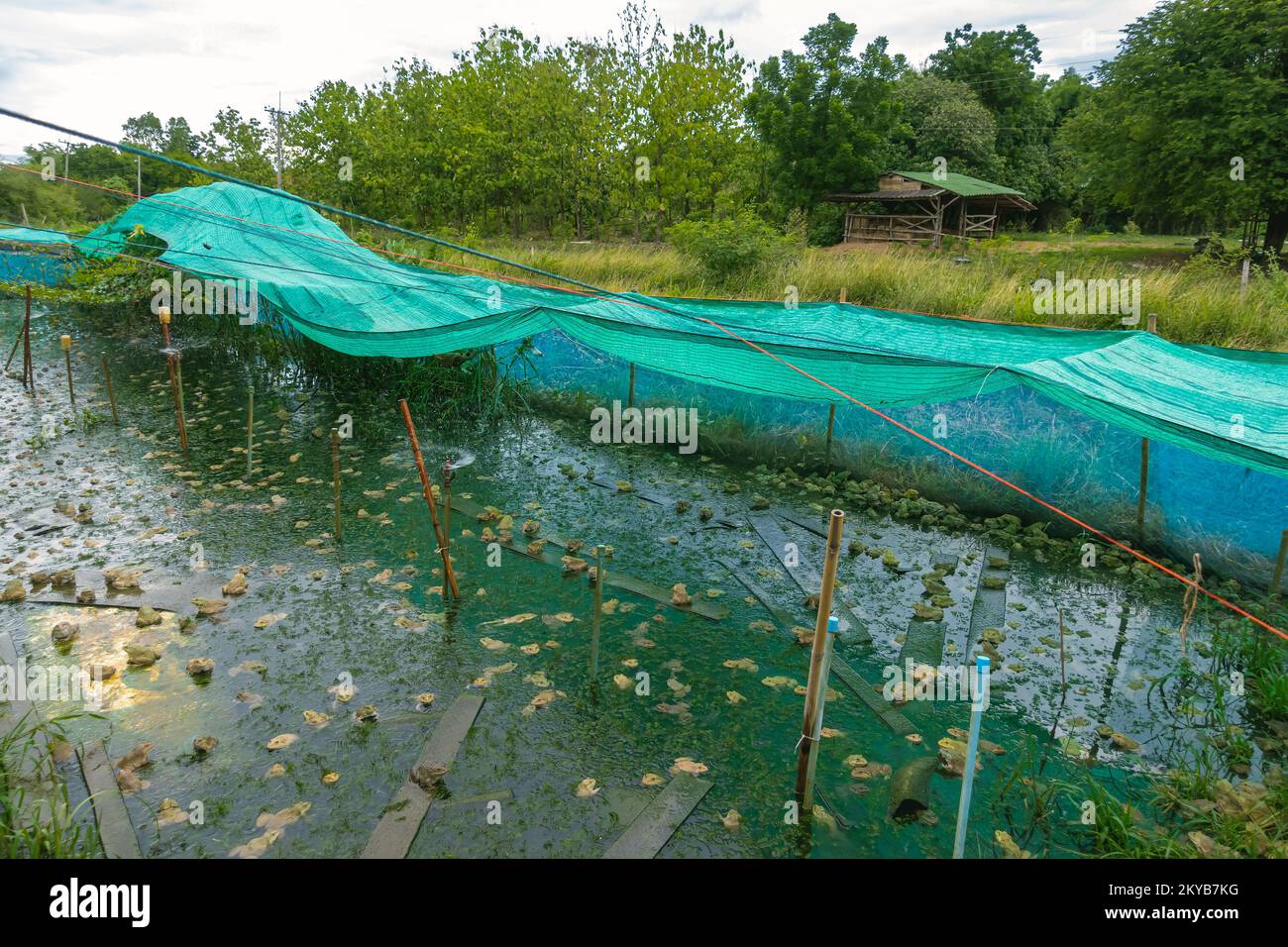 Frogs farm for agriculture at house. Cultivation of frogs with water