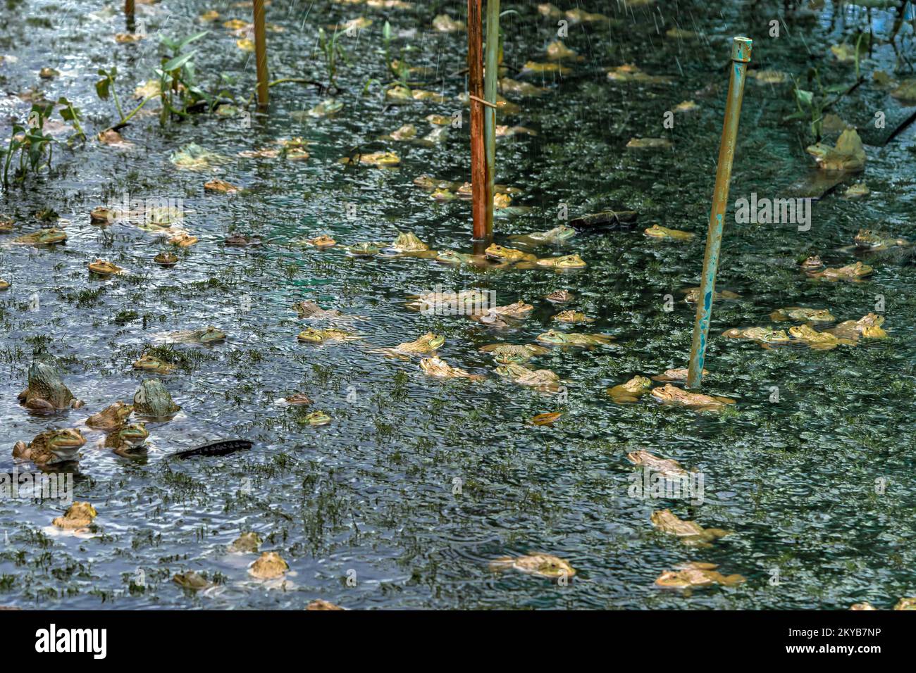 Frogs farm for agriculture at house. Cultivation of frogs with water