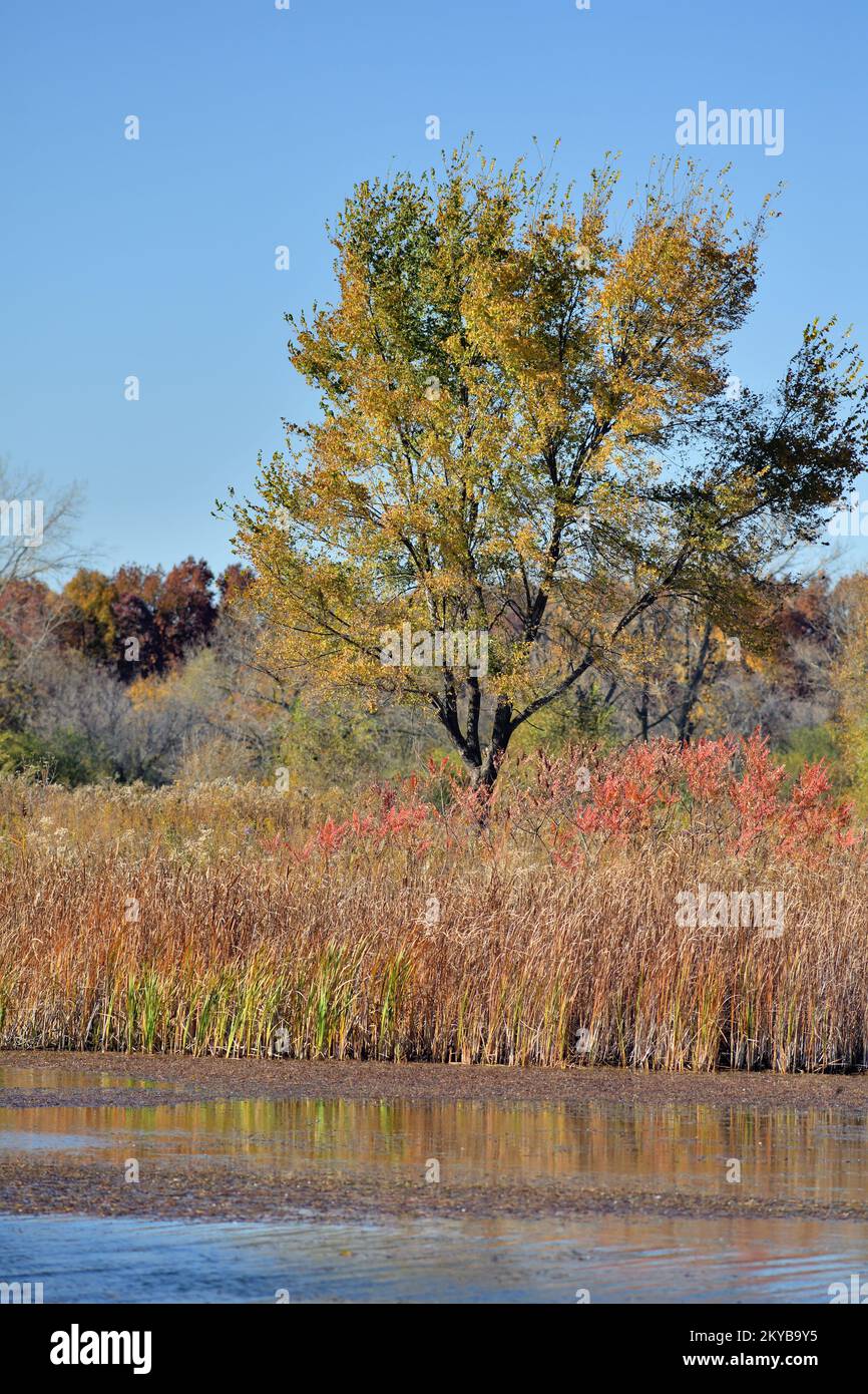 Bloomingdale, Illinois, USA. The beauty and color of the autumn season in evidence around a lake at a protected forest preserve area. Stock Photo