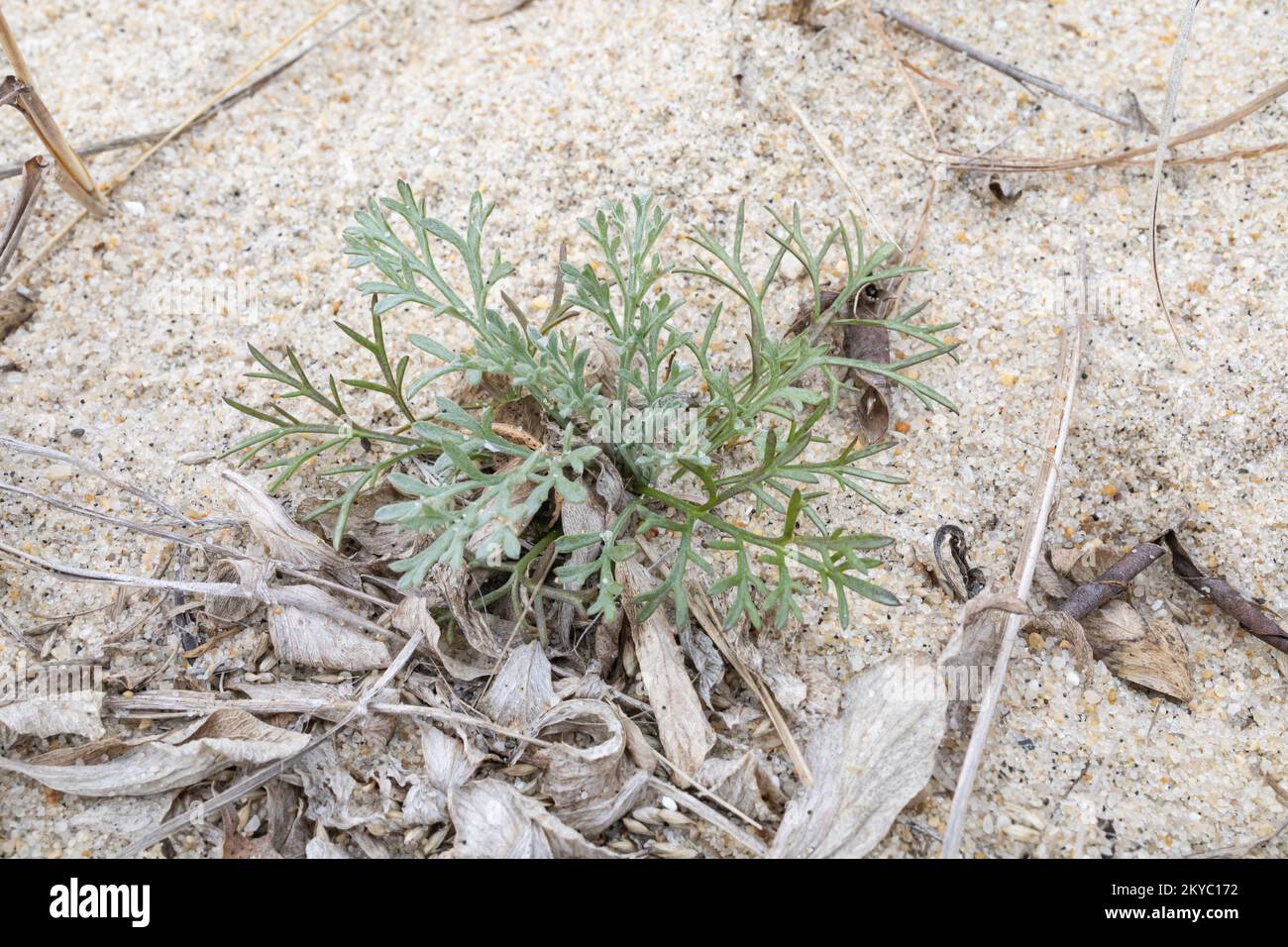 Beach Wormwood - Artemisia campestris ssp. caudata Stock Photo