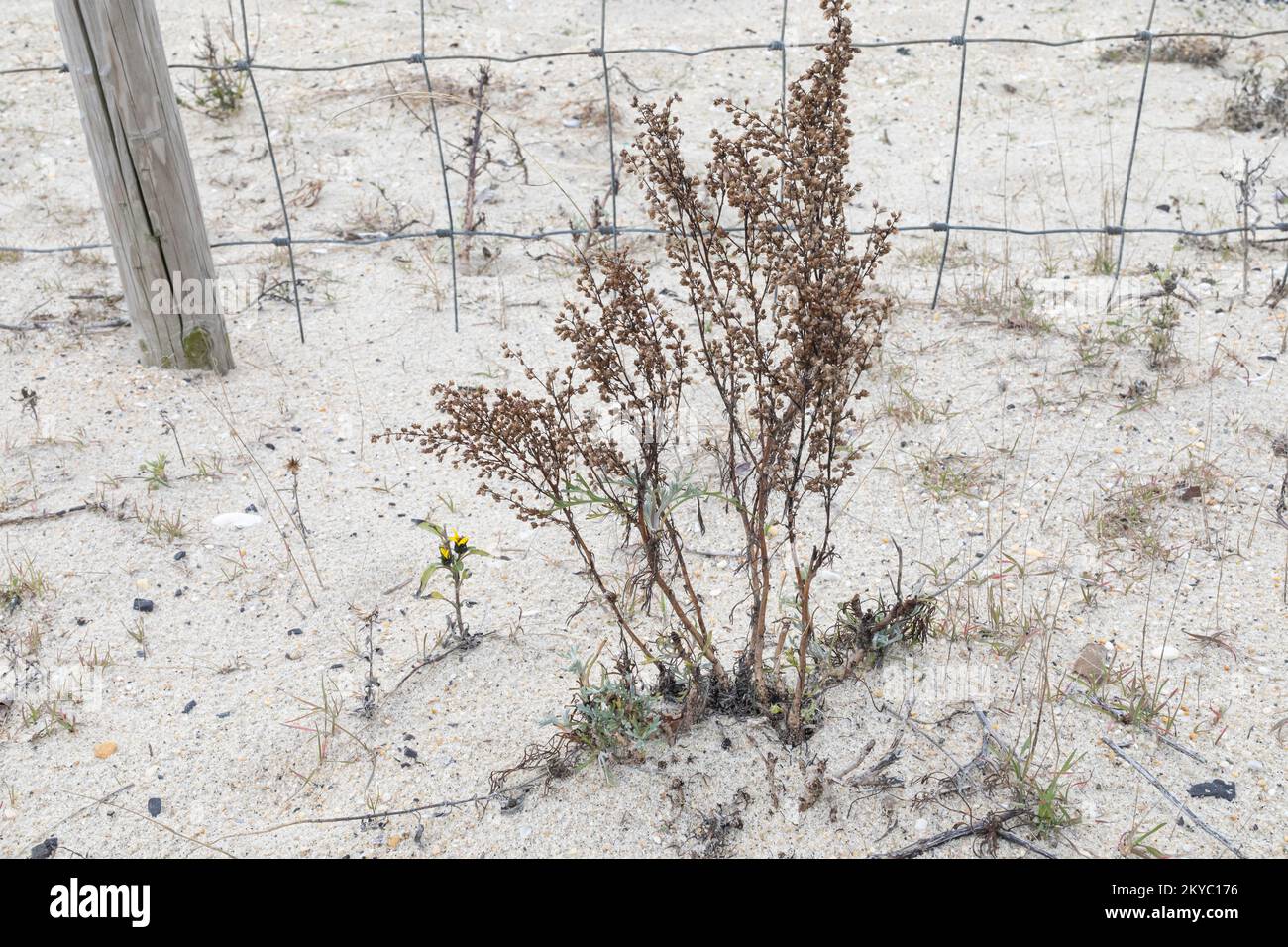 Beach Wormwood - Artemisia campestris ssp. caudata Stock Photo