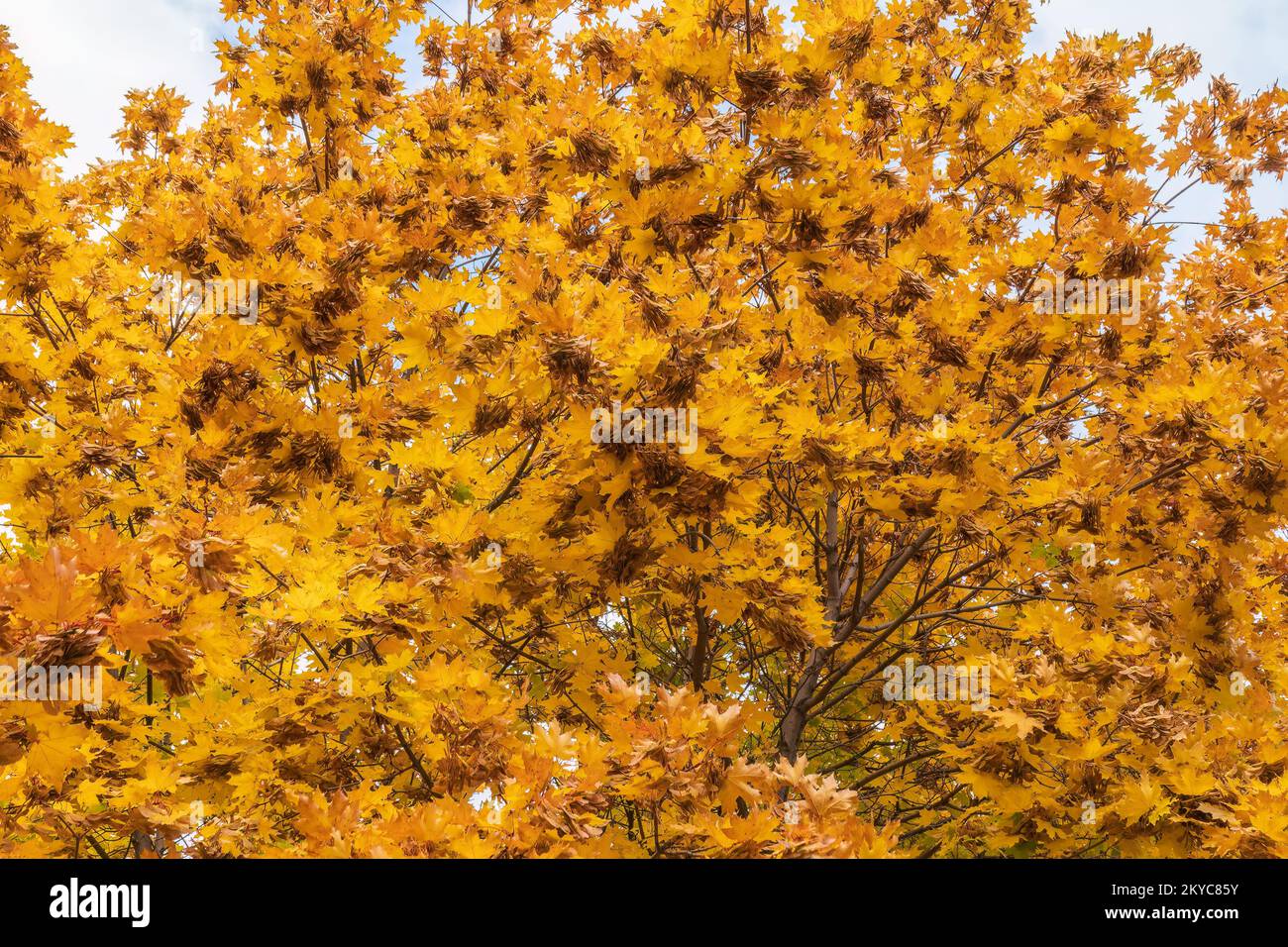 Maple branches with yellow leaves in autumn, in the light of sunset ...