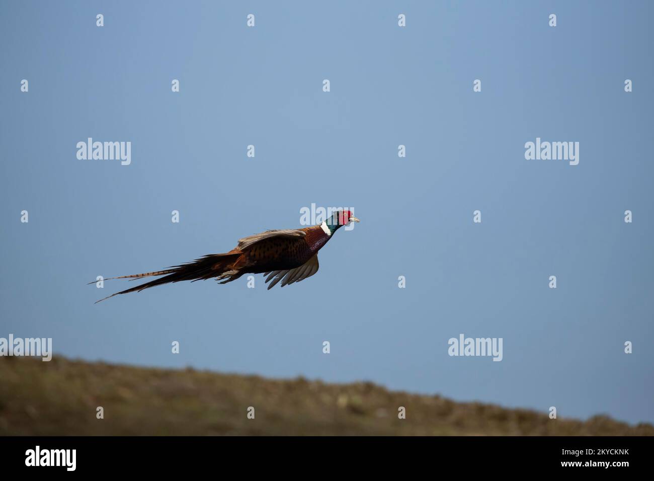 Common or Ring-necked pheasant (Phasianus colchicus) adult male bird in flight, Suffolk, England, United Kingdom Stock Photo
