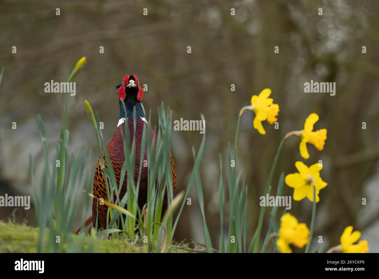 Bird Amongst Flowers Ring Bird Amongst Flowers Ring