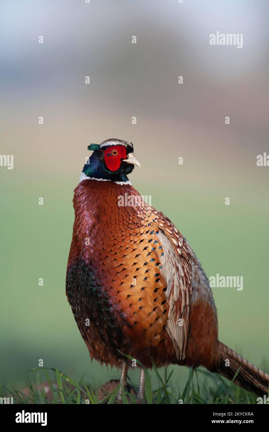 Common or Ring-necked pheasant (Phasianus colchicus) adult male bird portrait, Suffolk, England, United Kingdom Stock Photo