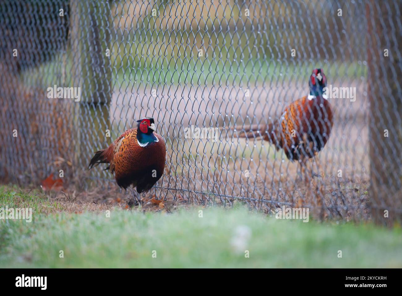 Common or Ring-necked pheasant (Phasianus colchicus) two adult male birds standing either side of a wire garden fence, Suffolk, England, United Stock Photo