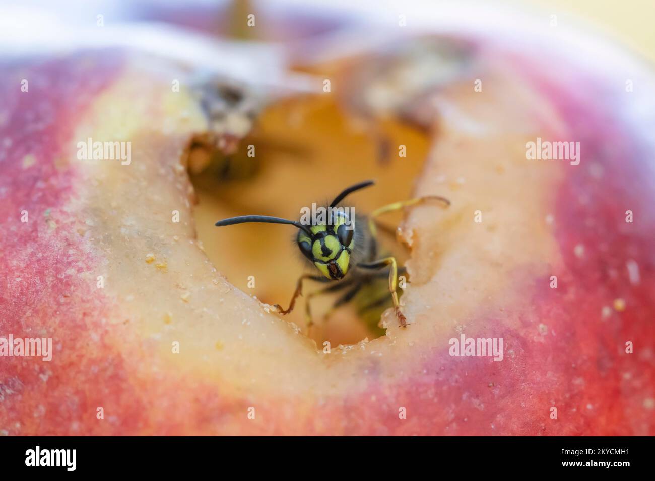 Common wasp (Vespula vulgaris) adult feeding on a fallen plum in a garden in summer, Suffolk, England, United Kingdom Stock Photo