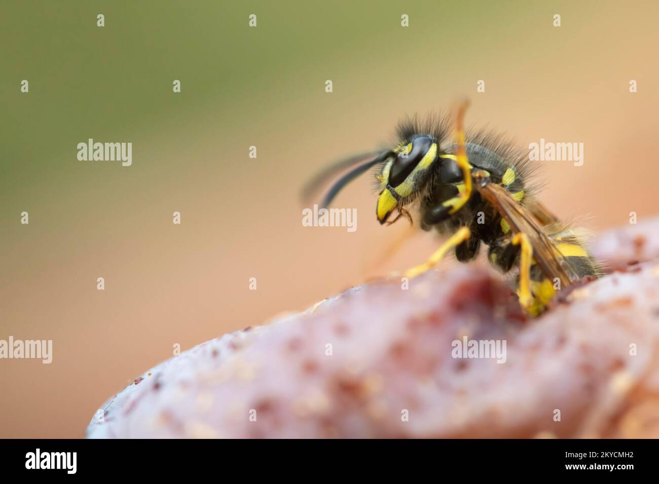 Common wasp (Vespula vulgaris) adult on a fallen plum in a garden in summer, Suffolk, England, United Kingdom Stock Photo