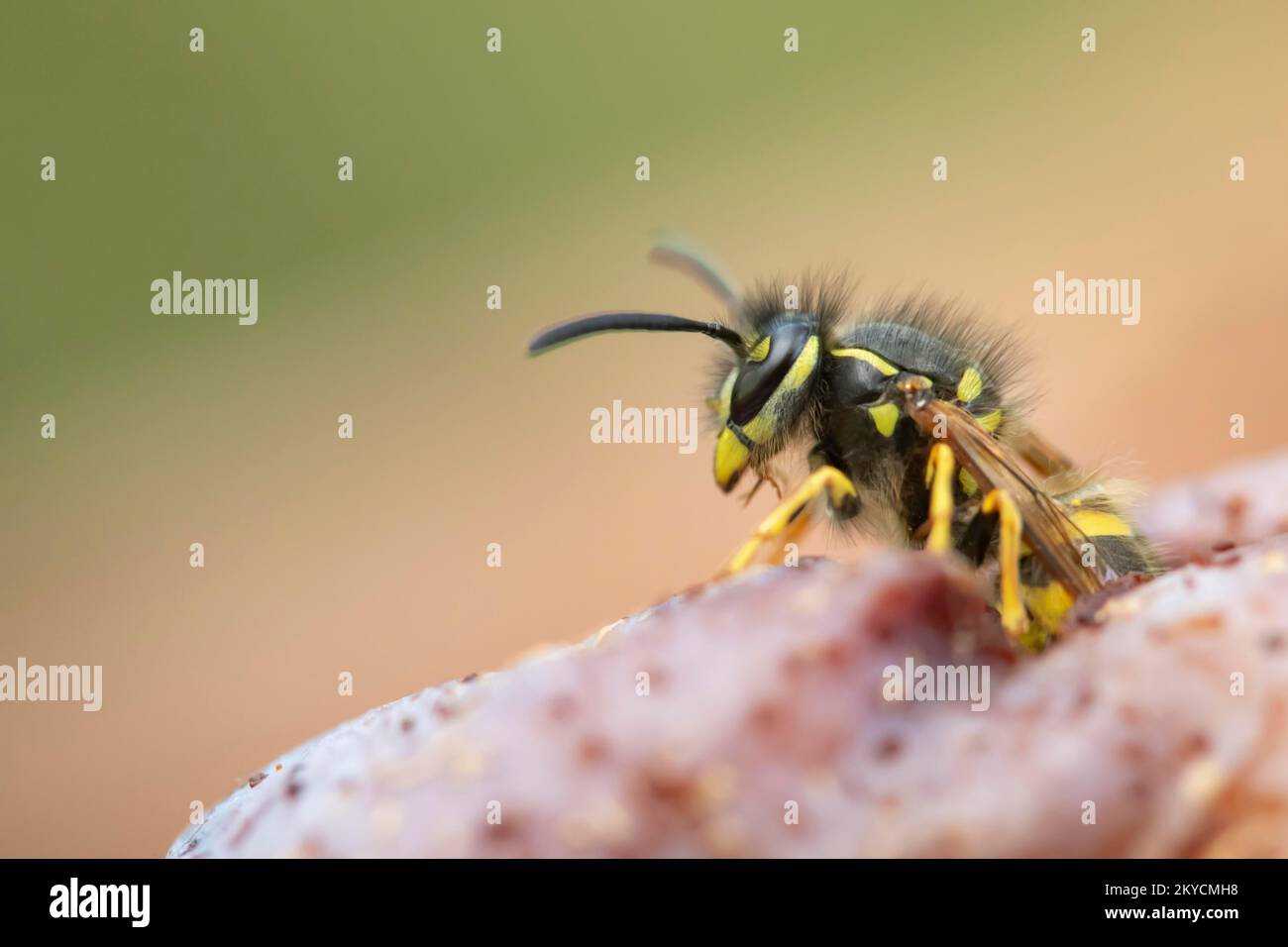 Common wasp (Vespula vulgaris) adult on a fallen plum in a garden in summer, Suffolk, England, United Kingdom Stock Photo