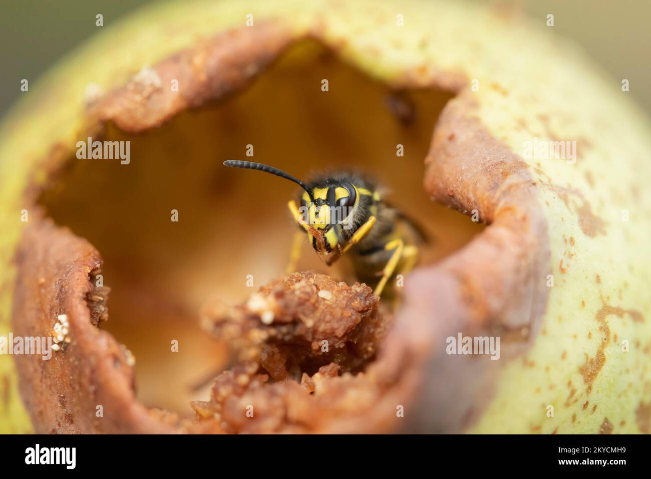 Common wasp (Vespula vulgaris) adult feeding on a fallen pear in a garden in summer, Suffolk, England, United Kingdom Stock Photo