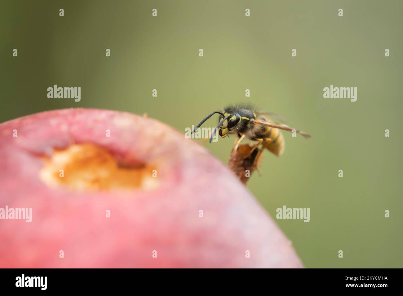Common wasp (Vespula vulgaris) adult feeding on a fallen apple in a garden in summer, Suffolk, England, United Kingdom Stock Photo