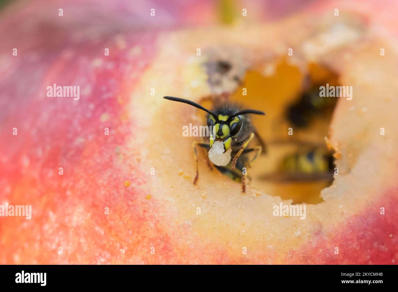 Common wasp (Vespula vulgaris) adult feeding on a fallen plum in a garden in summer, Suffolk, England, United Kingdom Stock Photo