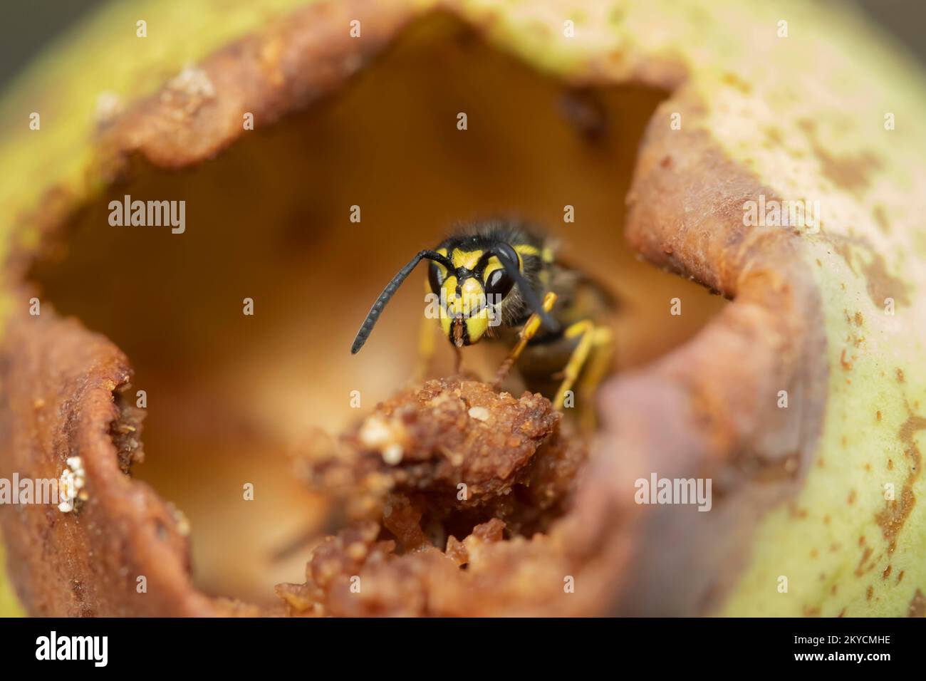 Common wasp (Vespula vulgaris) adult feeding on a fallen pear in a garden in summer, Suffolk, England, United Kingdom Stock Photo