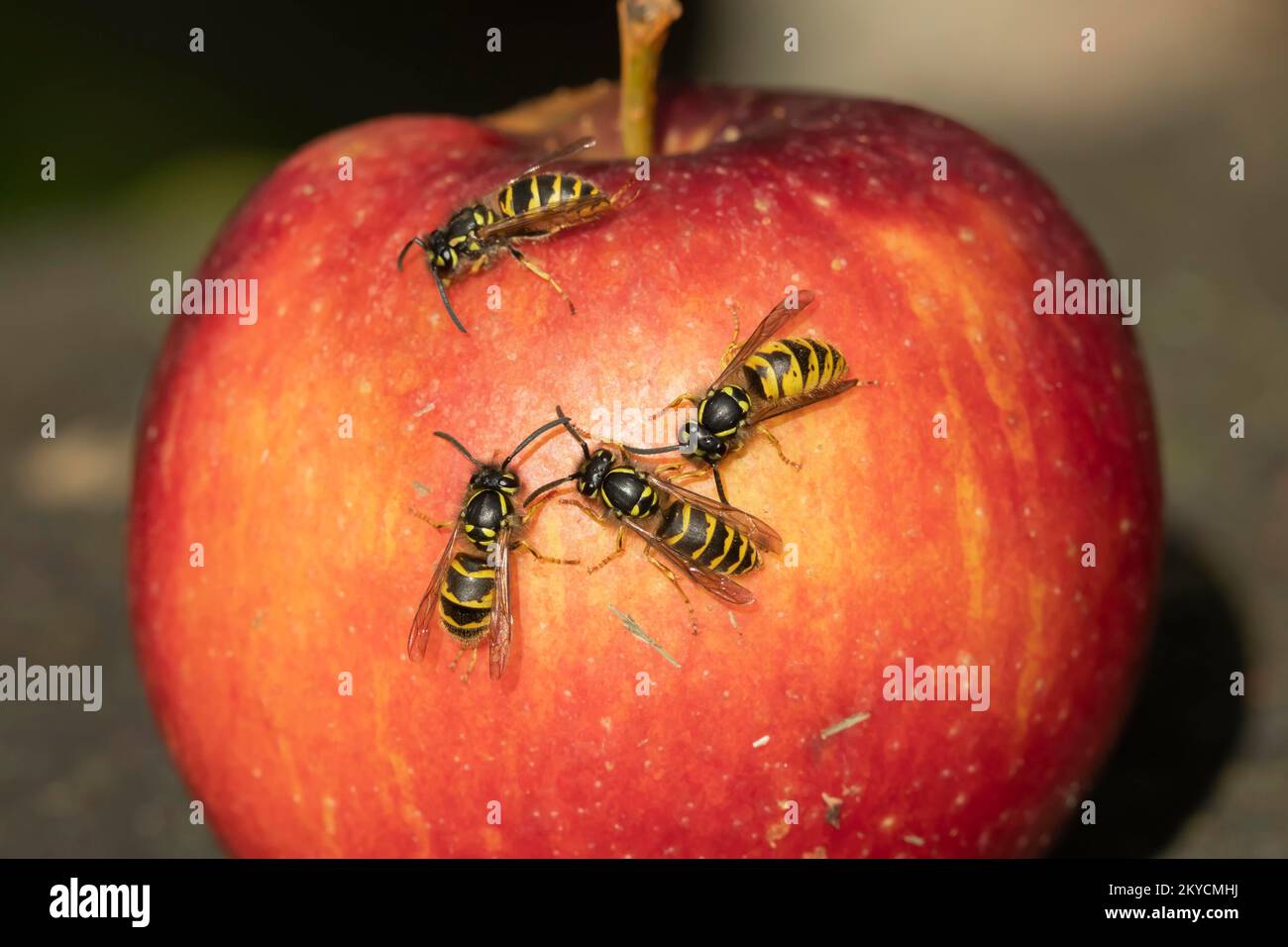 Common wasp (Vespula vulgaris) four adults feeding on a fallen apple in a garden in summer, Suffolk, England, United Kingdom Stock Photo