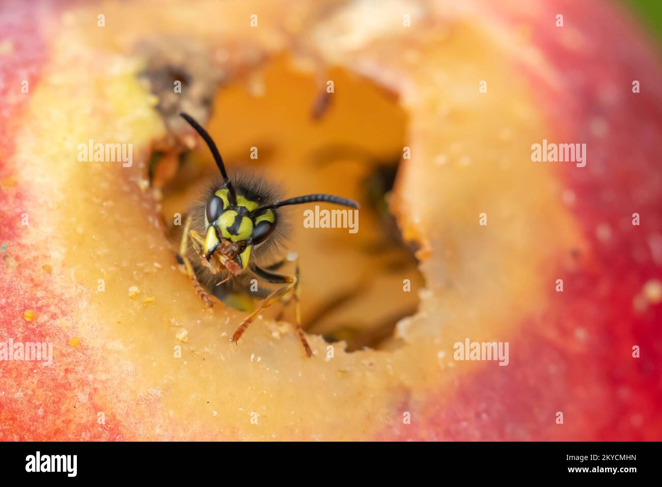 Common wasp (Vespula vulgaris) adult feeding on a fallen plum in a garden in summer, Suffolk, England, United Kingdom Stock Photo