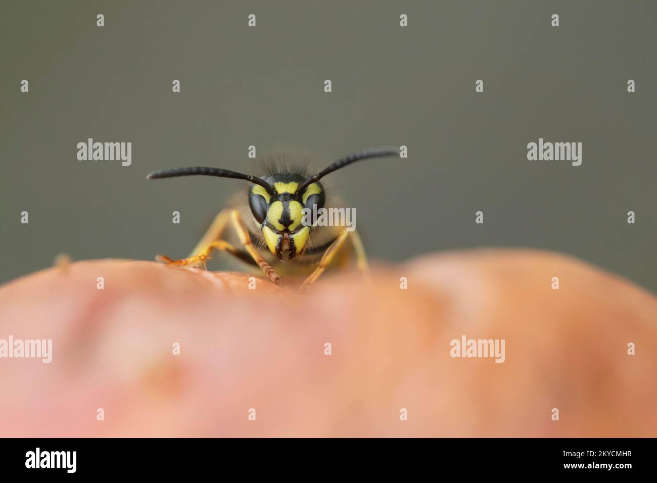 Common wasp (Vespula vulgaris) adult on a fallen pear in a garden in summer, Suffolk, England, United Kingdom Stock Photo