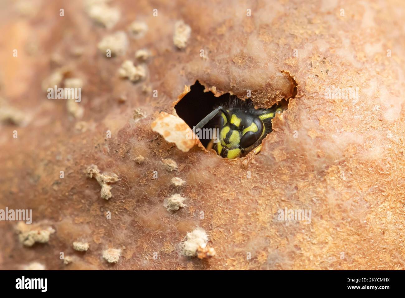 Common wasp (Vespula vulgaris) adult feeding on a fallen pear in a garden in summer, Suffolk, England, United Kingdom Stock Photo