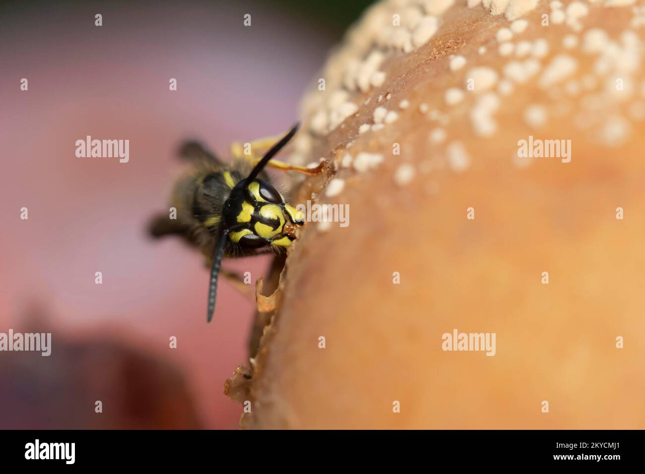 Common wasp (Vespula vulgaris) adult feeding on a fallen pear in a garden in summer, Suffolk, England, United Kingdom Stock Photo