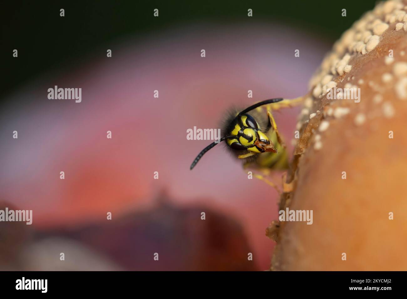 Common wasp (Vespula vulgaris) adult feeding on a fallen pear in a garden in summer, Suffolk, England, United Kingdom Stock Photo