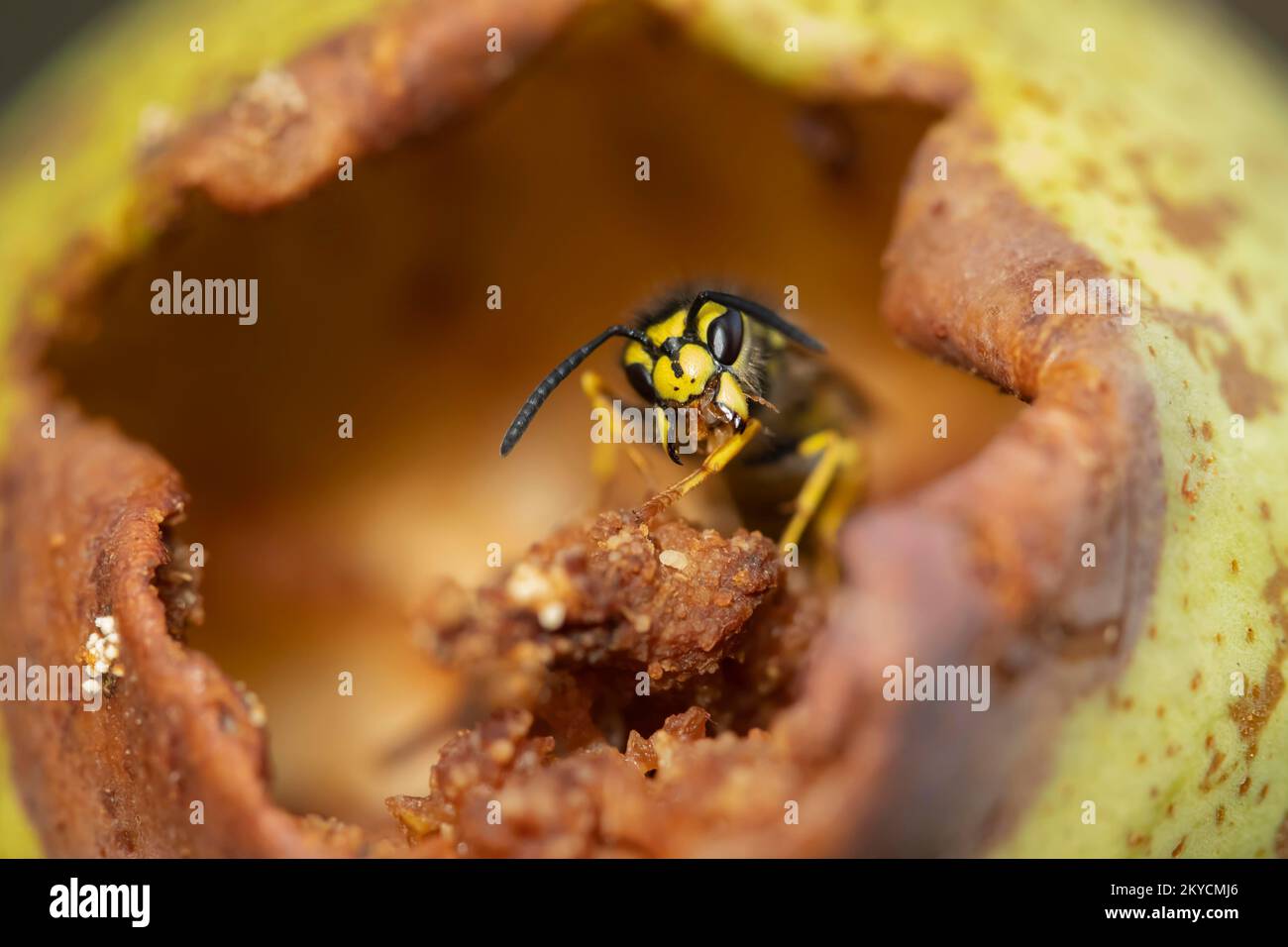 Common wasp (Vespula vulgaris) adult feeding on a fallen pear in a garden in summer, Suffolk, England, United Kingdom Stock Photo