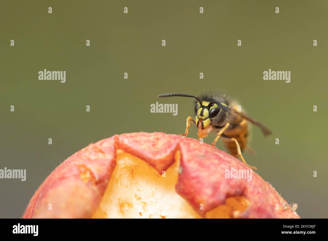 Common wasp (Vespula vulgaris) adult feeding on a fallen apple in a garden in summer, Suffolk, England, United Kingdom Stock Photo